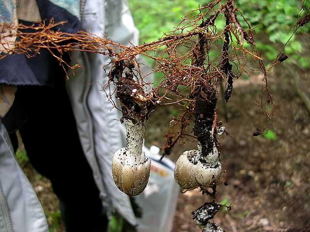 2005 :  Un anno di funghi